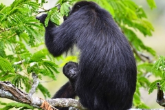 Monkeys at Petén, Guatemala