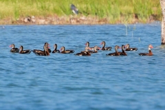Birds at Lake Peten Itza, Petén, Guatemala