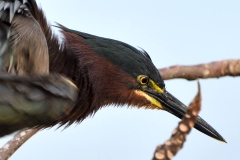 Birds at Lake Peten Itza, Petén, Guatemala