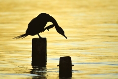 Birds at Lake Peten Itza, Petén, Guatemala