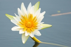 Flower at Lake Peten Itza, Petén, Guatemala -