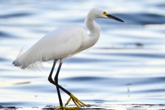 Birds at Lake Peten Itza, Petén, Guatemala