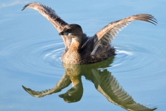 Birds at Lake Peten Itza, Petén, Guatemala