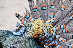 Ocellated turkey at El Mirador, Petén, Guatemala