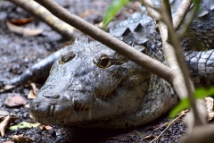 Crocodile at Petén, Guatemala