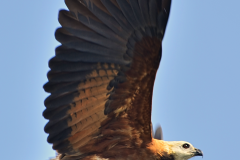 Águila Canela en el Pucté