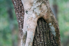 Trees at Petén, Guatemala