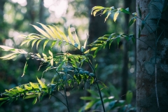 Trees at Petén, Guatemala