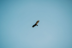 Birds at Petén, Guatemala