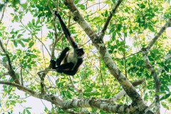 Monkey at Petén