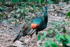 Ocellated turkey at Petén, Guatemala