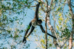 Monkey at Petén, Guatemala