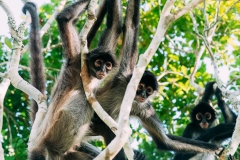 Monkeys at Petén, Guatemala