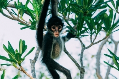 Monkey at Petén, Guatemala