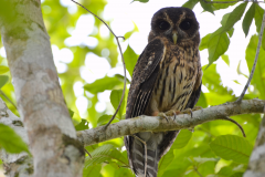 Búho en La Blanca, Melchor de Mencos