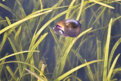 Caracol manzano en su entorno en el Lago Petén Itzá