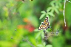 Colores del campo - Sayaxché, Petén