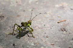Curioso insecto en Tikal