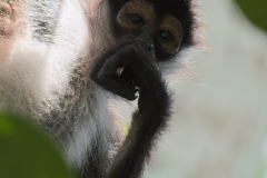 El Pensador versión Mono Araña, Tikal, Petén