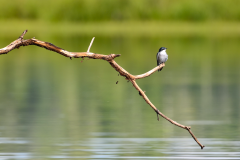 Bird at Puerto Arturo, San Andrés, Petén