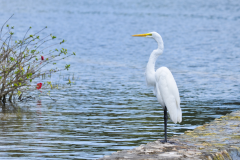 Garza en el malecón inundado de Flores