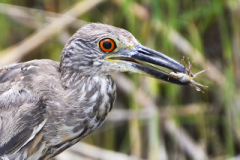 Garza nocturna corona amarilla cazando cangrejos 2