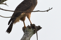 Gavilán con su presa