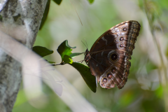 Gran mariposa Azul camino a Nakúm