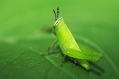 Grillo verde en un mundo verde