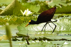 Jacana en el Lago Petén Itzá