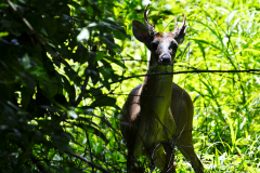 Kej El Venado, camino a Puerto Arturo, San Andrés