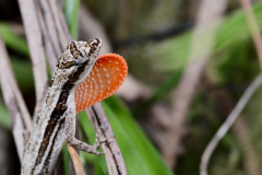 Lagartija en Finca Ixobel