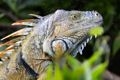 Macho de Iguana Verde a orillas de Río La Pasión