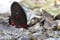 Mariposa a orillas del Lago Petén Itzá