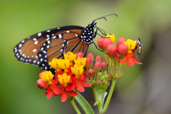 Mariposa en Sayaxché