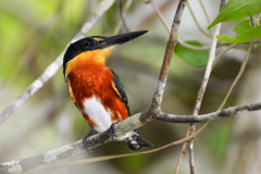 Martín Pescador Pigmeo en Tikal