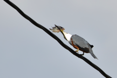 Martín Pescador con su presa