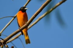 Oropéndola de Baltimore