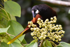 Oropéndola de Moctezuma