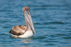 Pelícano pardo en el Lago