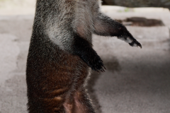 Pizote de pie en Tikal