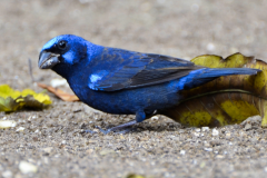 Realejo Azul at El Tintal