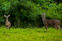 White Tailed deer near the archeological site el Perú-Waká