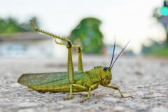 Saltamontes en la calle-Petén