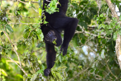 Saraguate a orillas del Río La Pasión