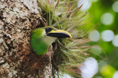 Tucán Esmeralda