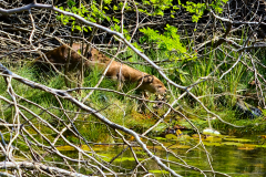 Tzi' ha', el perro de agua - nutria en el Refugio de Vida Silvestre El Pucté, Las Cruces