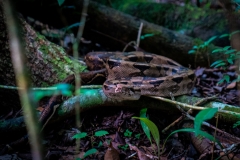 A wild phyton at El Mirador