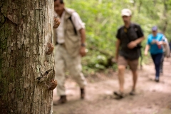 Beetles at El Mirador, Petén