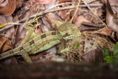 Gecko at El Mirador, Petén